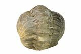 Wide, Enrolled Austerops Trilobite - Morocco #156990-1